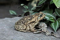 AL01 Rhinella marina.jpg