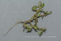 IMDOC4676 Portulaca oleracea.jpg