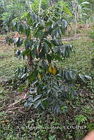 SG019 0361 Coffea.jpg