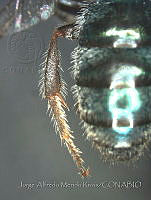 JAMR0157 Augochlora quiriguensis.jpg