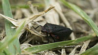 SM0421 Prosapia ignifera.jpg
