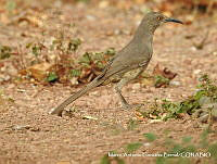 MAGB 0034 Toxostoma curvirostre.JPG