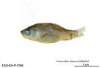 ME006 Peces 022 Carassius auratus.jpg