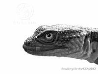 SSS0007 Xenosaurus agrenon.JPG