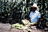 FGM0023 Zea mays.JPG