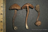 RGO0175 Inocybe sp..JPG