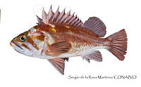 SRM0160 Sebastes caurinus.jpg
