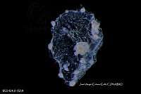 ME006 Z 0108 Phialidium discoidum - Mayer, 1900.jpg