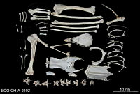 ME006 Aves 0686 Sarcoramphus papa.jpg