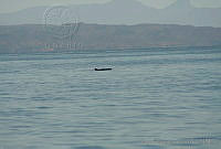 GEA0247 Kogia breviceps.jpg