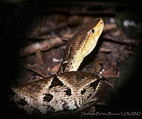 HBB0148 Bothrops asper.jpg