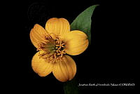 Huitz 2112 Bidens laevis.jpg