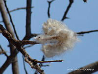 OTVHK040-394 Ceiba aesculifolia.TIF