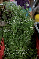 IMDOC3975 Coriandrum sativum.jpg