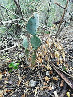 RG016 0120 Opuntia robusta.jpg