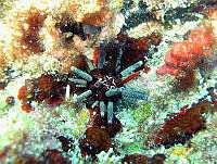 CMGV0017 Eucidaris thouarsii.jpg