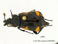 EFM0060 Nicrophorus quadrimacula.JPG