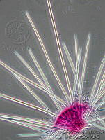 GPHA0181 Volutella ramkumarii.jpg