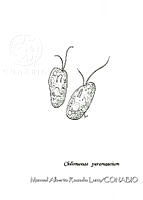 MARL0167 Chilomonas paramaecium.jpg