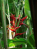 CGL1150 Heliconia sp..jpg