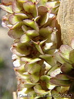 OTV0765 Beaucarnea gracilis.jpg