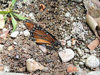 ADJ0386 Danaus gilippus ssp. thersippus.jpg