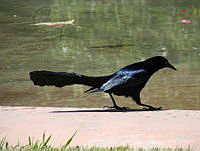 CGL3354 Quiscalus mexicanus.jpg