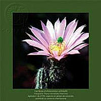 ComercioEspecies_1.tif