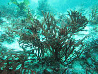 RRR0005 Cryptonemia dichotoma.JPG