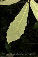 MDLLPG0117 Quercus castanea.jpg