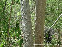 MEGA 0719 Ceiba acuminata.JPG