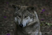 MASM06345 Canis lupus baileyi.jpg