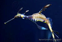 MS0174 Phyllopteryx taeniolatus.jpg