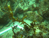 RRR224 Eucheuma uncinatum.jpg