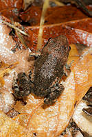 MASM07232 Eleutherodactylus grandis.jpg