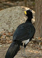 ELC0078 Crax rubra.jpg