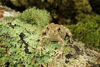 MN6F0133 Hyla arenicolor.jpg