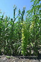 SG019 0229 Carica y Zea mays.jpg