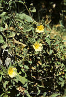 1122 Schinopsis haenkeana.jpg