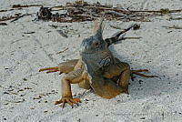 IDG0638 Iguana iguana.jpg