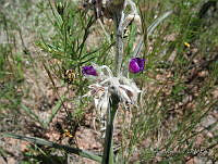 FCM41 Lupinus sp..jpg