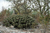 IMDOC 4793 Ferocactus robustus.jpg