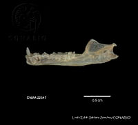 LESS 0186 Leptonycteris nivalis.JPG