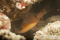 IDG1570 Apogon townsendi.jpg
