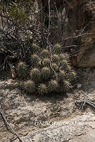 3R 00811 Echinocereus stramineus.tif