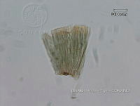 KT016 0024 Kyrtuthrix sp..jpg