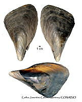 KT014 0193 Atrina oldroydii.JPG