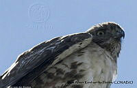 AAKVDH 0008 Buteo jamaicensis.JPG