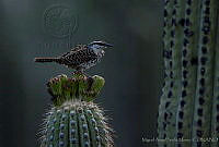 MASM00748 Campylorhynchus jocosus.jpg