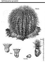 JMRM0002 Echinocactus grusonii.jpg